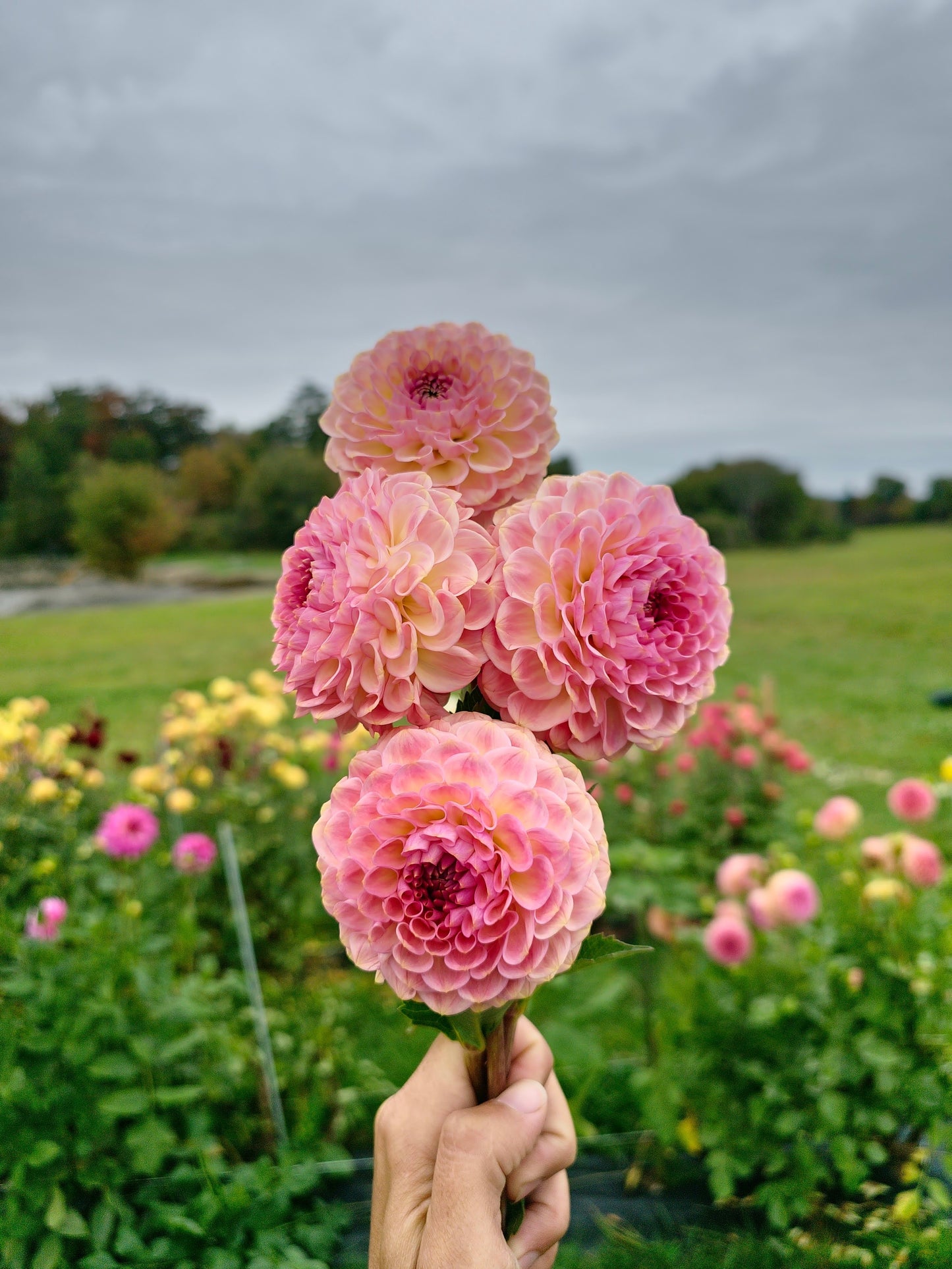 20th Ave Softer Peach