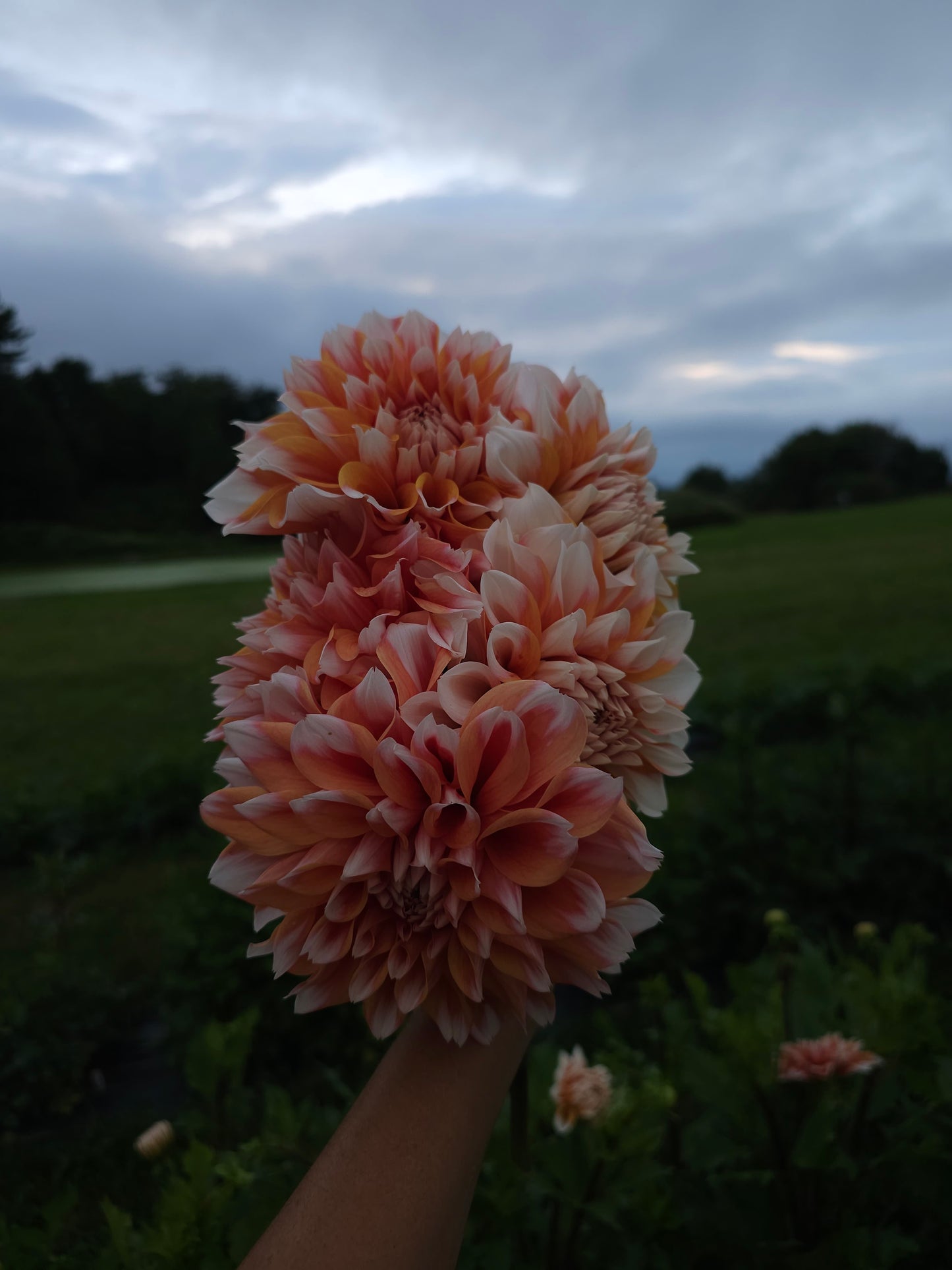 Hollyhill Orange Ice