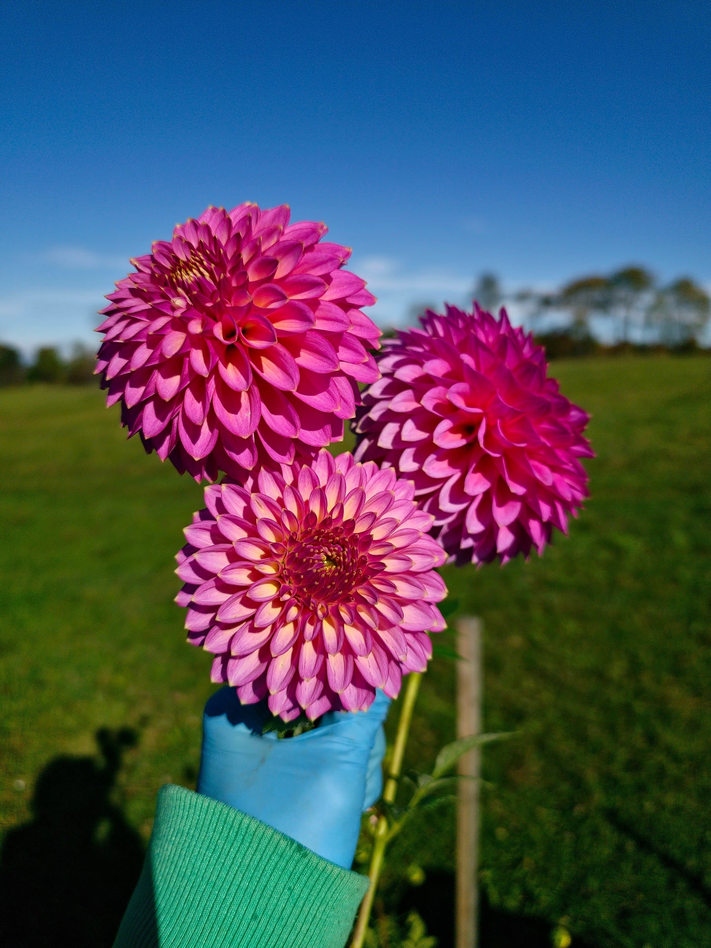 Skipley Spot of Gold