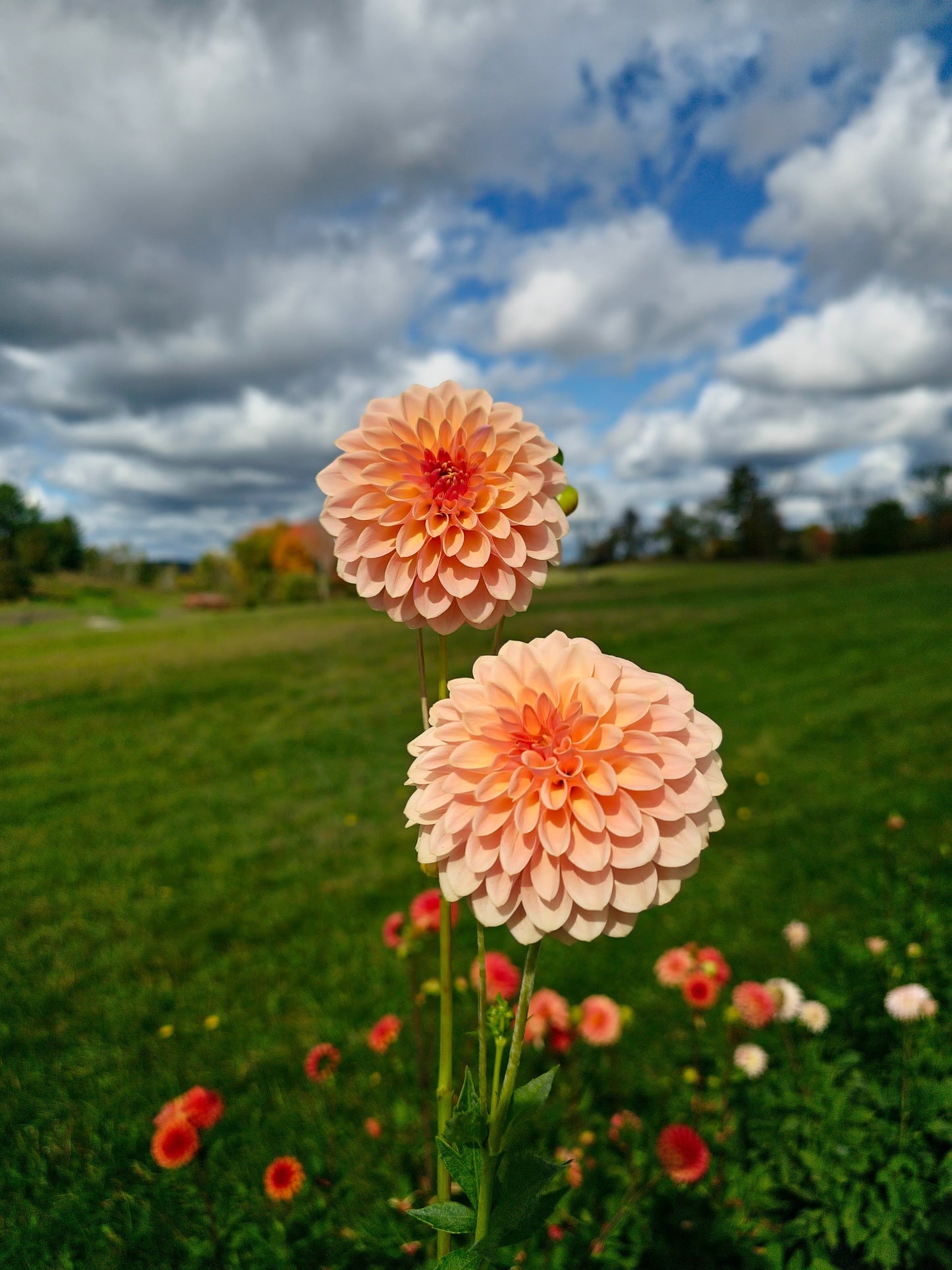 Verrone’s Socrates