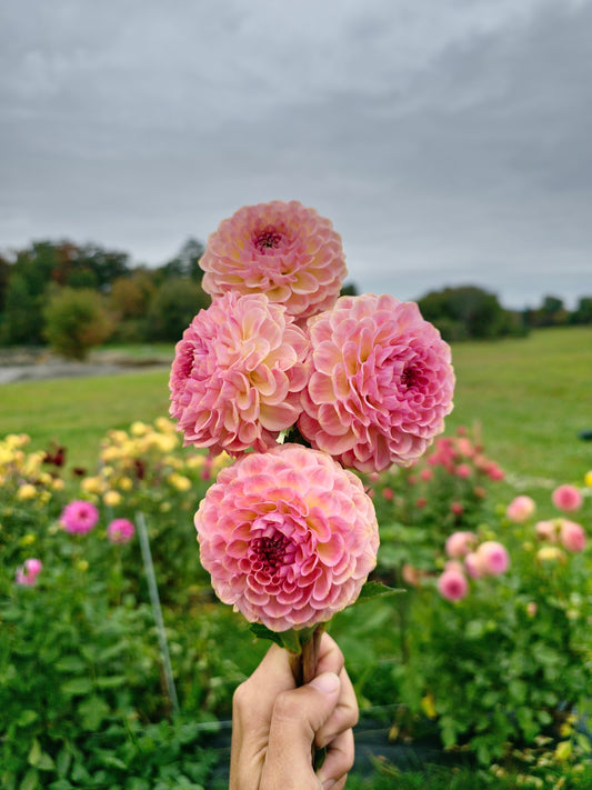 20th Ave Softer Peach