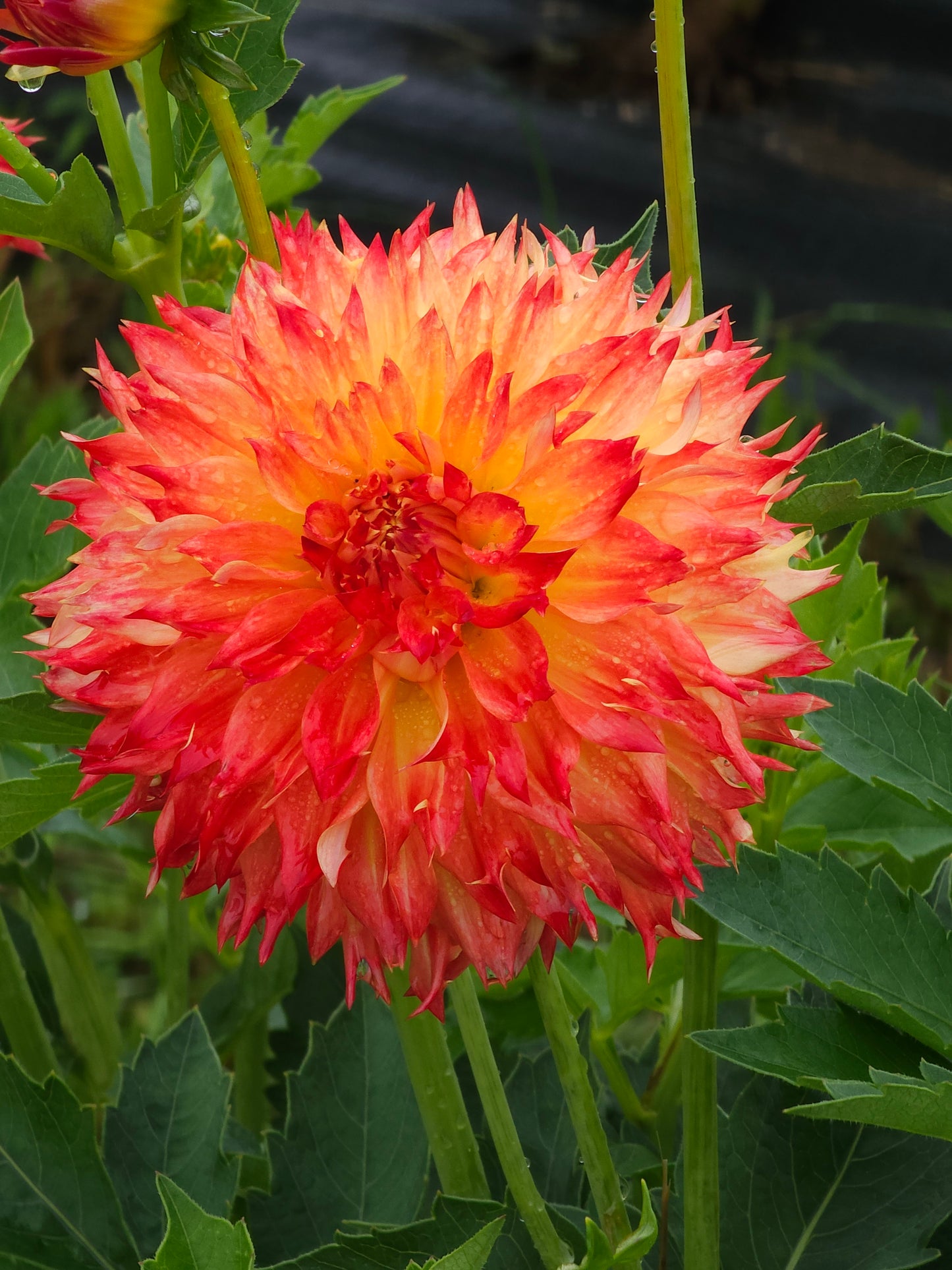 Bloomquist Georgia C