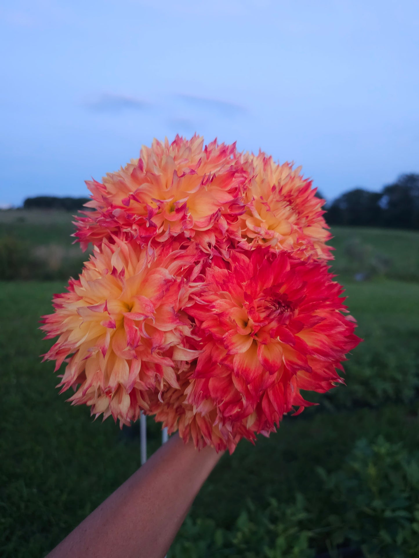 Bloomquist Georgia C