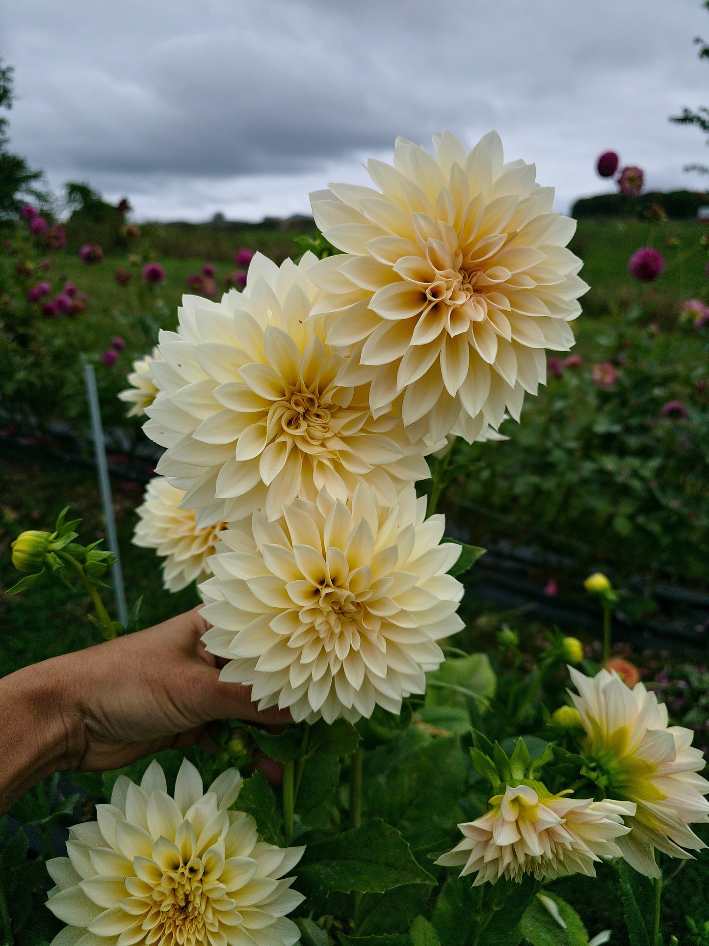 Cafe Au Lait Mini (Jolene)