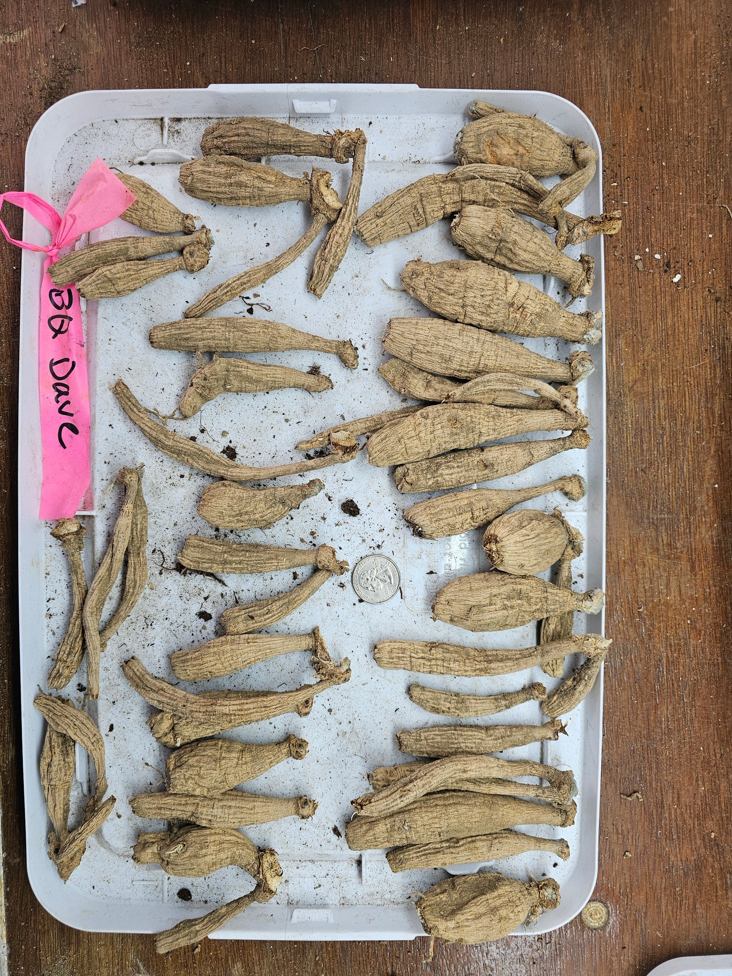 Bloomquist Dave - UGLY Tuber