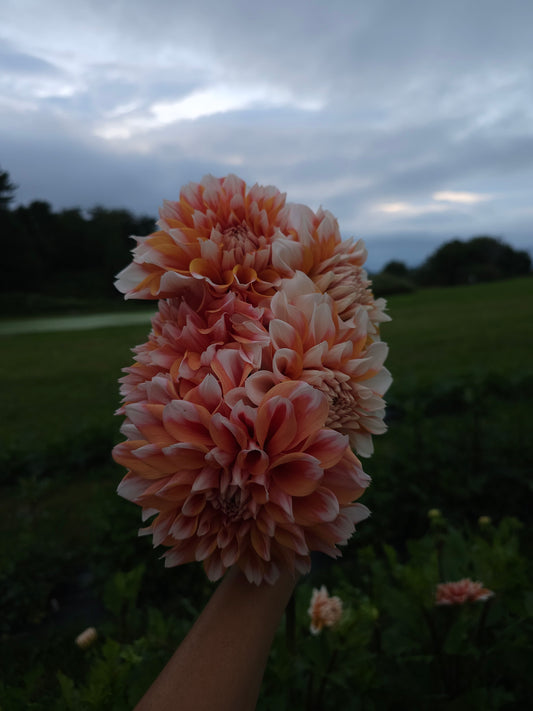 Hollyhill Orange Ice