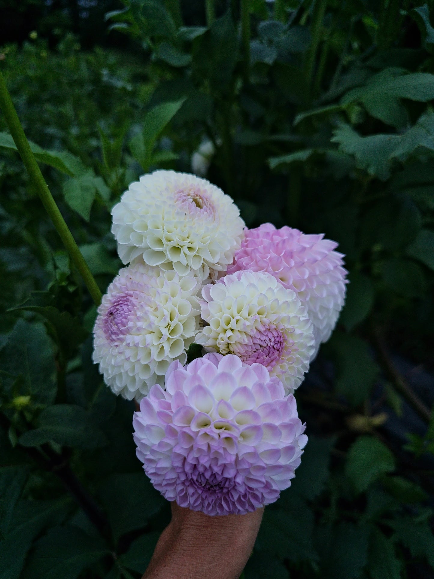 Hollyhill Miss White