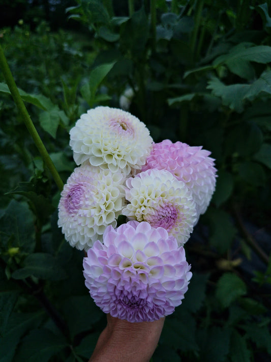 Hollyhill Miss White