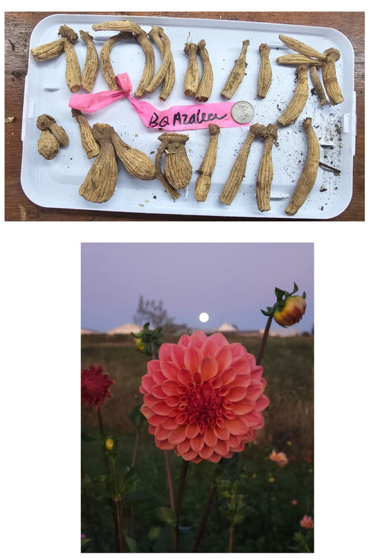 Bloomquist Azalea - Ugly