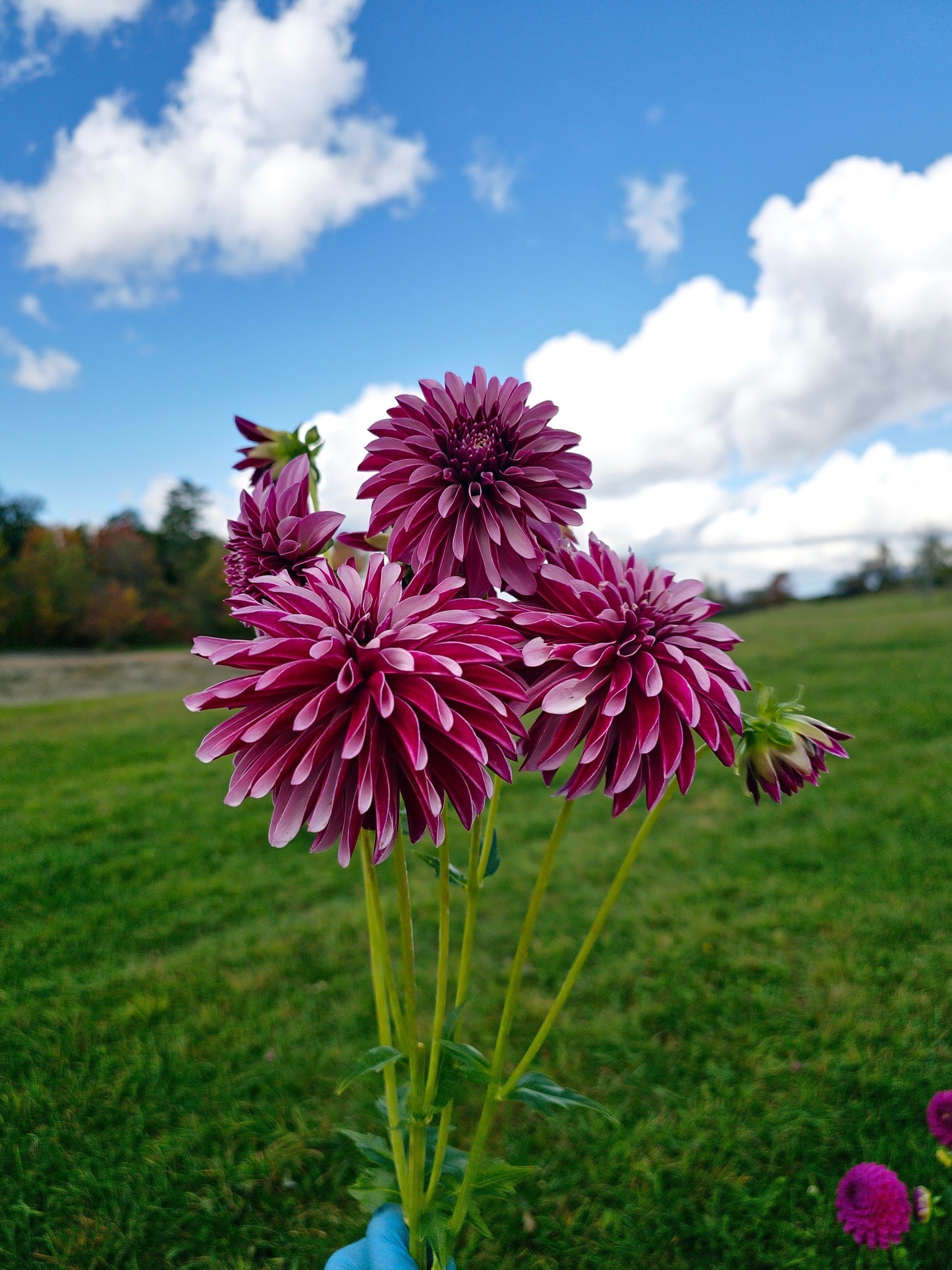 Salish Twilight Girl