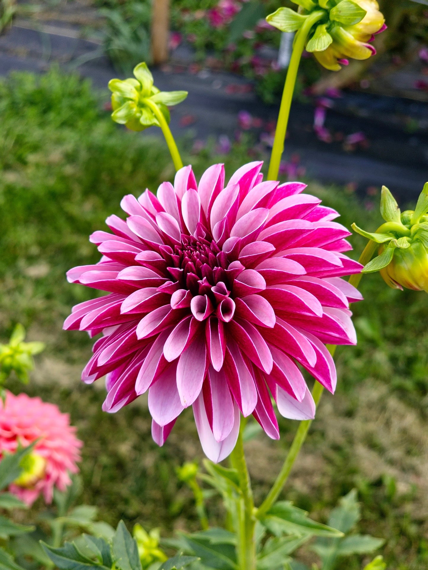 Salish Twilight Girl