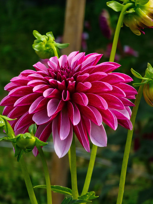 Salish Twilight Girl