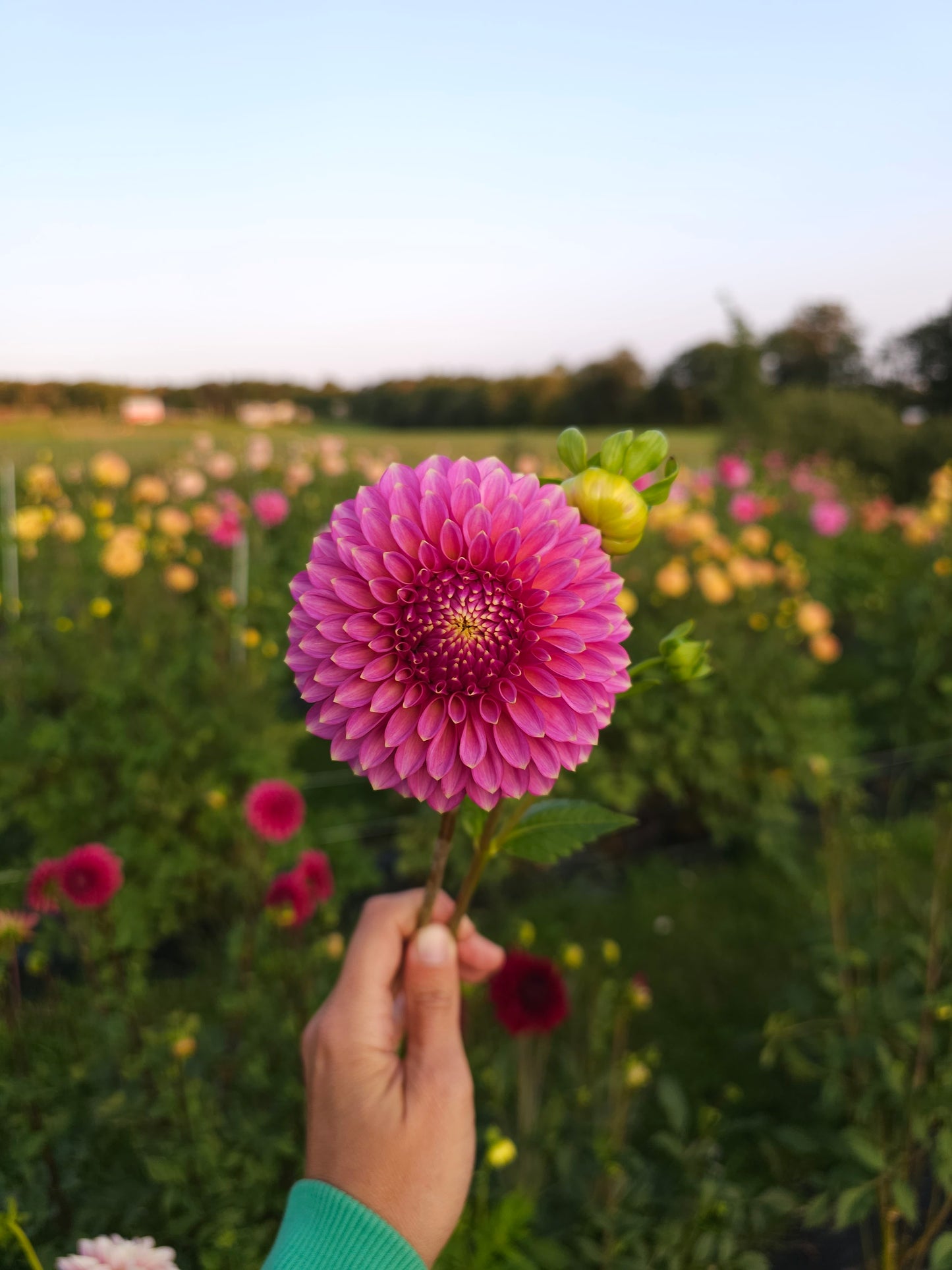 Skipley Spot of Gold