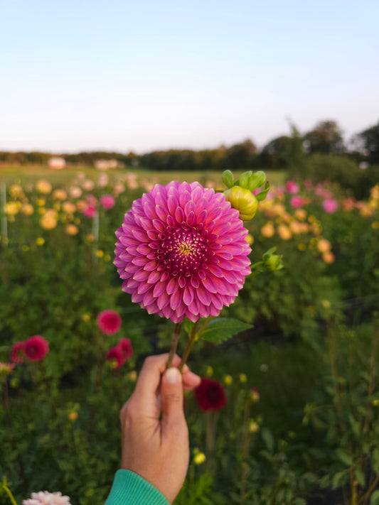 Skipley Spot of Gold