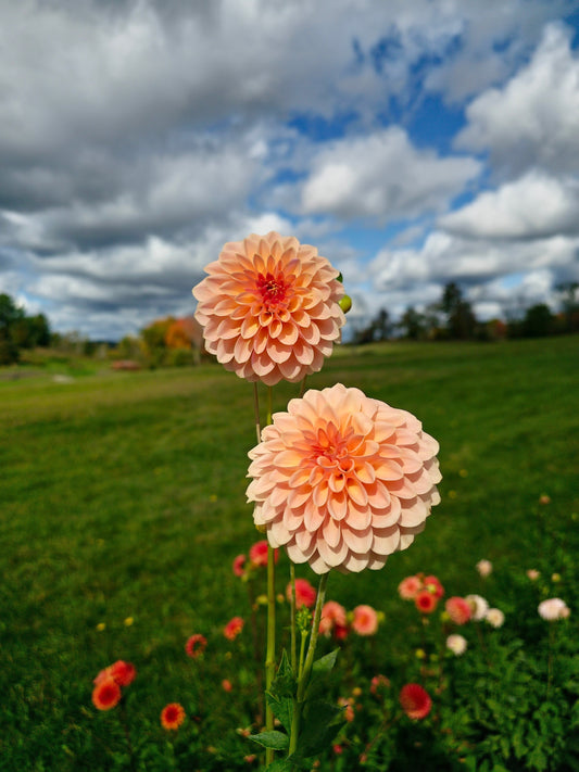 Verrone’s Socrates